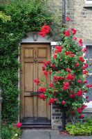 Rosa 'Paul's Scarlet Climber' trained beside front door