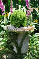 Buxus - Box ball in old stone urn with Cotoneaster horizontalis and Digitalis - Foxgloves - Rhadegund House, New Square, Cambridge.