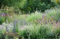 Bee border with calaminta, lavender, borage, salvias and echinops. University of Cambridge Botanic Gardens.