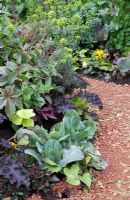 Mixed vegetable planting including cabbages
