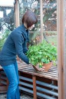 Placing container with tender plants in greenhouse