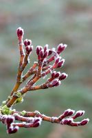 Frosted buds of Acer davidii 'Ernest Wilson'