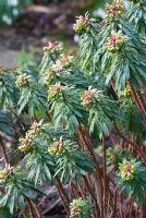 Euphorbia 'Redwing'