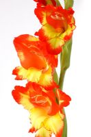 Gladiolus 'Prinses Margaret Rose'