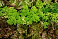 Parsley and Lettuce 'Mottistone' make a decorative and productive edging