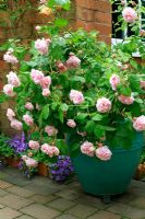 Hybrid Musk rose, Rosa 'Felicea' growing in a blue glazed pot 