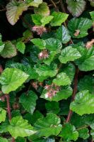 Rubus tricolor showing glossy evergreen leaves, bristly stems and flowers