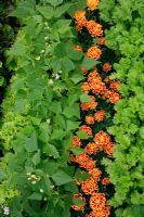 French marigolds 'Durango Bee' used as a companion plant between dwarf beans 'Orinoco' and Mustard 'Oriental Pizzo' to deter whitefly and attract beneficial insects as pollinators  and to devour pests