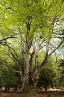 Fagus sylvatica - ancient Beech tree
