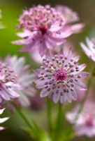 Astrantia major 'Buckland'