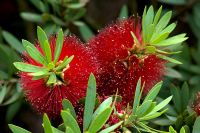 Callistemon 'Little John'