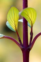 New growth on Cornus alba 'Aurea'