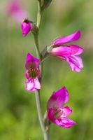 Gladiolus byzantinus