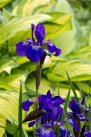 Iris sibirica and golden Hosta Burrow Farm Gardens.