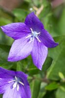 Platycodon grandiflora - Balloon flower - Has anti bacterial and anti fungal properties