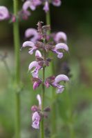 Salvia 'Eveline'