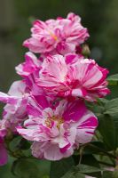 Rosa gallica versicolor - Rosa Mundi