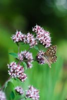 Origanum laevigatum 'Herrenhausen' with Speckled Wood butterfly - Pararge aegeria