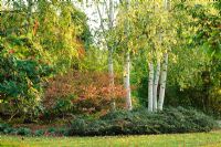 Betula pendula - Birch trees in autumn with Cotoneaster horizontalis and Euonymus alatus - Cambridge University Botanic Gardens.