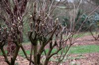 Pollarding or pruning Sambucus racemosa 'Sutherland Gold' AGM in late winter to encourage strong growths and better foliage - almost all of the previous year growth is cut back