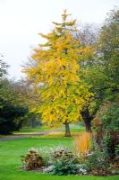 Ginkgo biloba in autumn - University of Cambridge, Botanic Garden.