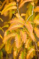 Metasequoia glyptostroboides in autumn