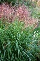 Miscanthus 'Krater' at Knoll Gardens in Autumn