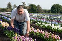 Alan Ship looking at Hyacinthus orientalis  'Menelik'  in the Hyacinth fields for bulb production on the fens in Cambridgeshire - The National Collection of Hyacinthus, March