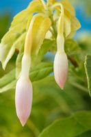 Fuchsia magellanica var. molinae 'Enstone' - Variegated leaved fuchsia  