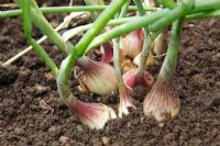 Allium cepa Aggregatum Group 'Ambition'  