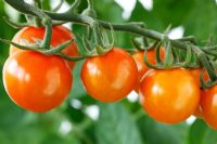 Solanum lycopersicum 'Sungold' AGM