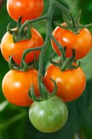 Solanum lycopersicum 'Sungold' AGM  