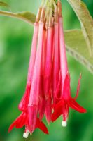 Fuchsia 'Pink Cornet', September