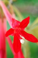 Fuchsia 'Pink Cornet', September