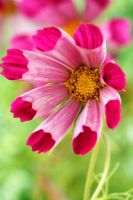 Cosmos bipinnatus 'Pied Piper Red', September