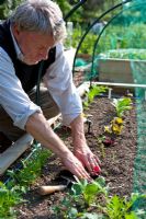 Planting Beetroot 'Boston' plugs - A sunny spot with well drained, fertile soil is what these easy to grow plants need to flourish. Plant the seedlings at 7.5cm intervals and kept well watered, especially in dry summer weather.