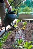 Planting Beetroot 'Boston' plugs - Watering them in. Keep well watered, especially in dry summer weather.