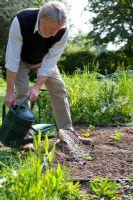Planting Courgettes - Water the plants thoroughly