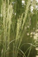 Calamagrostis x acutiflora 'Waldenbuch' - RHS Chelsea Flower Show 2011