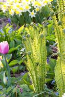 Matteucia struthiopteris, Narcissus and Tulipa - Imig-Gerold Garden