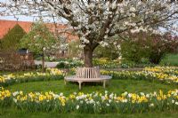 Circular bench surrounding a cherry tree in blossom, daffodils planting in a circle - Imig-Gerold Garden