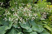 Hosta sieboldiana 'Elegans' and Gillenia trifoliata