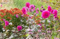 Dahlia 'Engelhardts Matador', Helenium 'Potters Wheel'