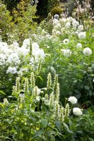 Phlox paniculata 'Fujiyama', Agastache rugosa 'Alabaster', Dahlia 'Karma Serena', Dahlia 'Myama Fubuki', Veronicastrum virginicum 'Album' - Verheggen Garden 
