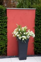 Nerium oleander in black pot backed by red wall