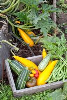 Freshly picked Tomatoes, Marrows, Courgettes and Beans in wooden crate - Marx Garden