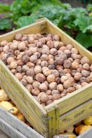 Crate of walnuts - Huys en Hof