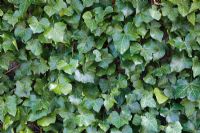 Hedera hibernica - Irish Ivy