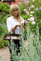 Woman dead-heading rose bush