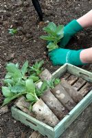 Broad Beans grown in cardboard tubes being transplanted in to open bed